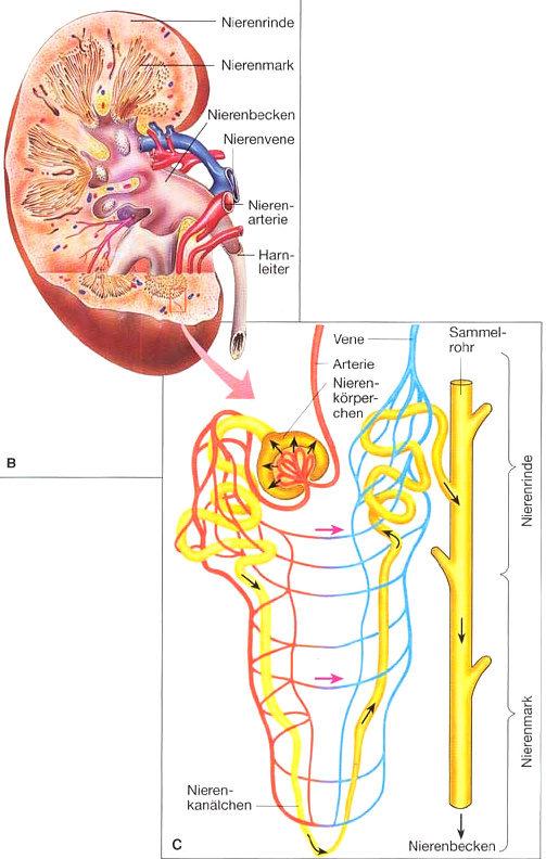 Harnbildung Die kleinen Äste der Nierenarterien bilden Gefässknäuel, die von einer sehr dünnen Membran (Bowman-Kapsel) bedeckt sind. Diese Gebilde nennt man Nierenkörperchen.