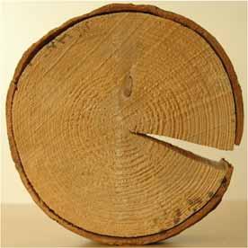 Holz ist anisotrop 21 07.10.