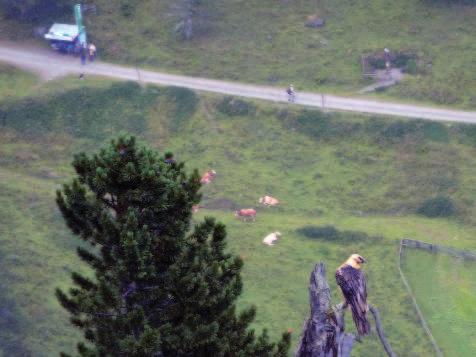 in ihre Nische ins Dorfertal verfrachtet wurden. In den kommenden geschickt aus.