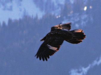 Meldungen gesichteter Bartgeier sind zwar während des gesamten Jahres für die Erfolgskontrolle im Projekt wichtig, speziell an den alpenweiten Zähltagen wären aber gemeldete