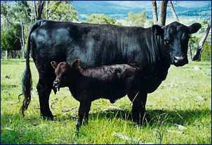 Rassebeschreibung und Zuchtziel der Rasse Dexter FARBE: einfarbig rot oder schwarz, mit dunklem Maul KÖRPERBAU: Dexter ist die kleinste Rinderrasse der Welt.