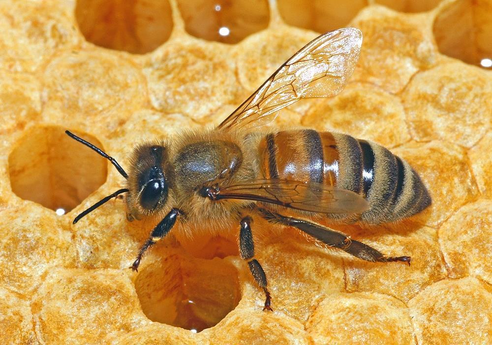 Übersicht Honigbiene Wissenschaftlicher Name: Apis Mellifera Ordnung: Hautflügler Rasse: Insekten Deutscher Name: Honigbiene In Deutschland ist die Apis Mellifera Carnica verbreitet.