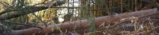 5) Prävention Maßnahmen in der Fläche Gerinnerelevanter Schutzwald