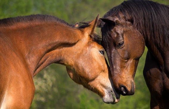 Körperkontakt unter Pferden ist für den Erhalt des seelischen Gleichgewichts unbedingt zu ermöglichen.