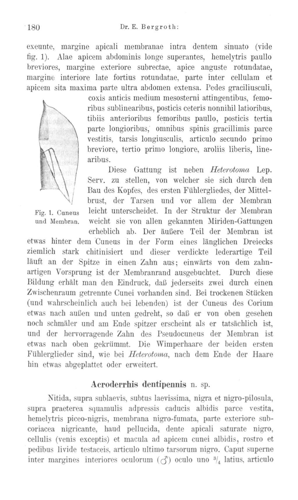 180 download unter www.biologiezentrum.at Dr - E - Bergroth: exeunte, margine apicali raembranae intra dentem sinuato (vide fig. 1).