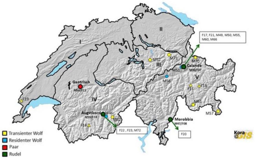 4) Genetisches Tracking des ersten Wolfes der den Kanton Schwyz besuchte (M 43)(rot = tot) Tab 5) Genetisches