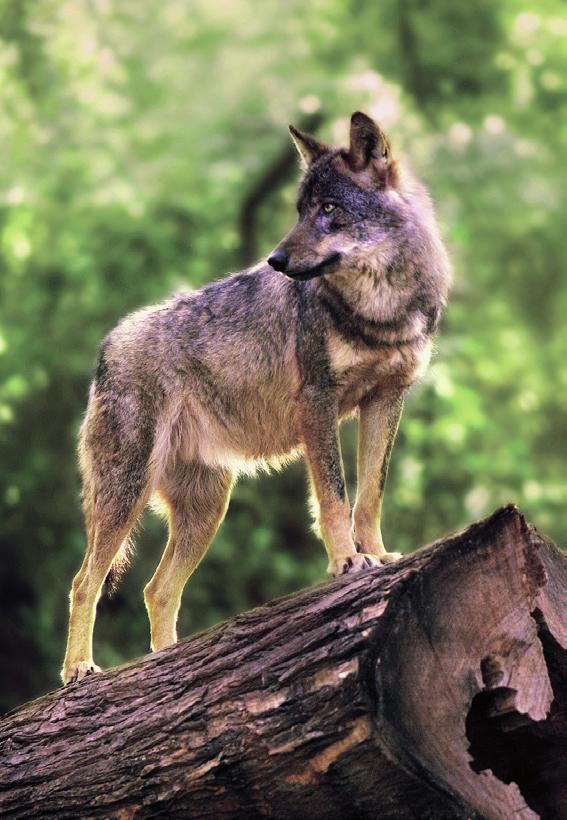 Schlussgedanke //» Ein einzelner Wolf ist in der Natur nur selten anzutreffen.
