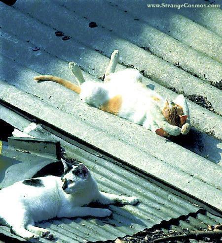 Bedeutung dieser Infektionen Tiermedizinische Aspekte 10% der schweizerischen Katzen sind FeLV- und/oder FIV-positiv* Todbringende