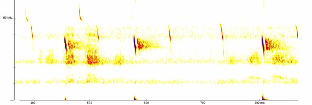 11 Abbildung 7: Sonagramm Mopsfledermaus aus dem Untersuchungsgebiet Langenfelder Ziegelhütte Schwäbisch Hall; [zudem: Zwergfledermaus] Breitflügelfledermaus (Eptesicus serotinus) Die