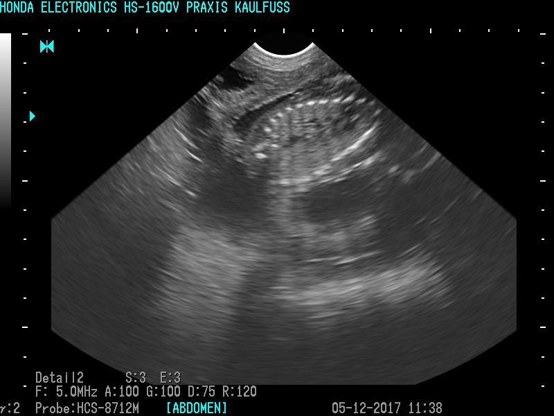 1 cm Fetus/Lamm ca. 60.
