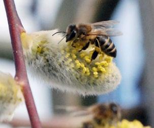 Bienen lieben Bio-Pflanzen Biologisch produzierte Jungpflanzen oder Pflanzen