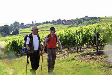 Weiter geht es durch das Weinanbaugebiet Zellertal, das Pfrimmtal und vorbei an den Ausläufern des Donners berges, des höchsten Berges der Pfalz.