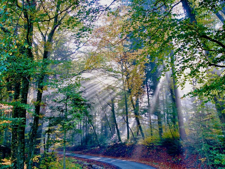 Nun erwarten uns in der folgenden Wald-Passage