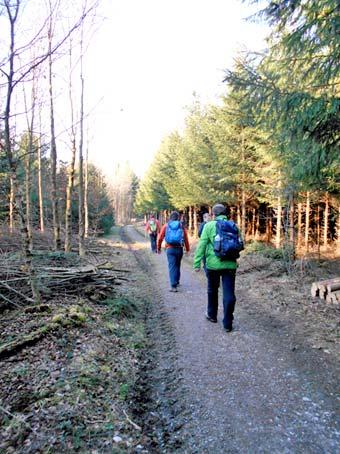 Über wunderschöne Waldwege