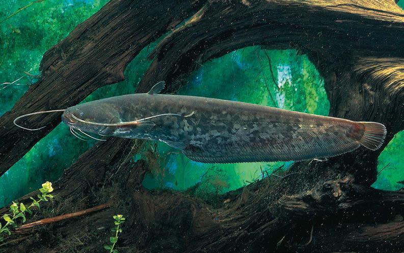 Häufig profitieren diese Arten von anthropogen überformten Habitatstrukturen in den Gewässern.