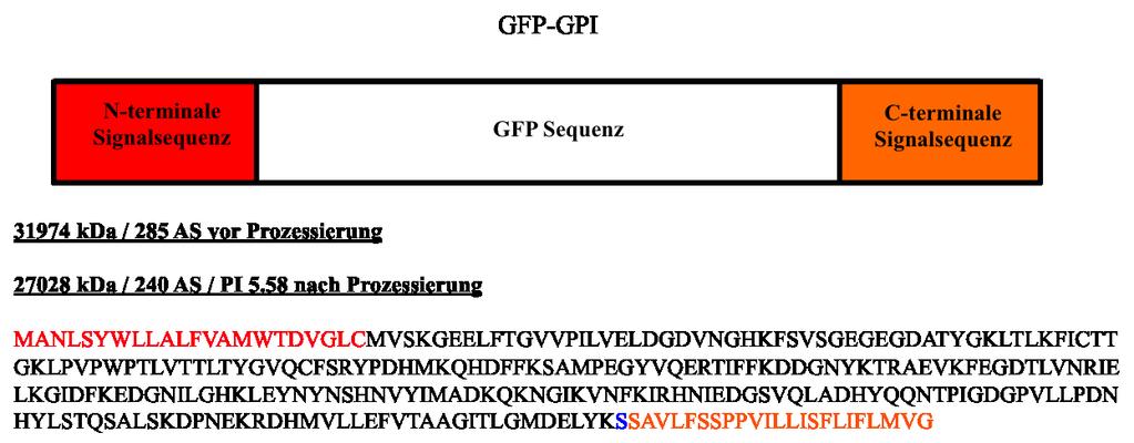Abbildung 16: Schematische Darstellung des Konstrukts PrP-GPI-V Durch die farblichen Markierungen sind die verschiedenen Bereiche des Konstrukts hervorgehoben.