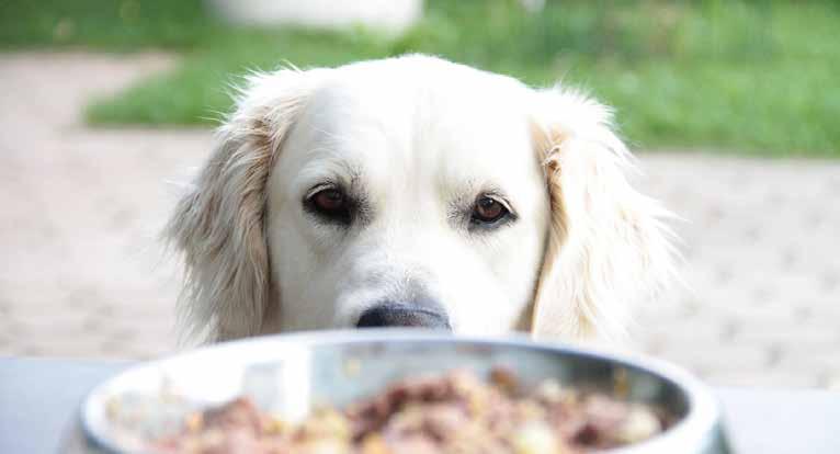 BOSCH SOFT Die soften Kroketten der Sorten bosch SOFT sind als getreidefreie Single Protein-Produkte besonders für ernährungssensible Hunde