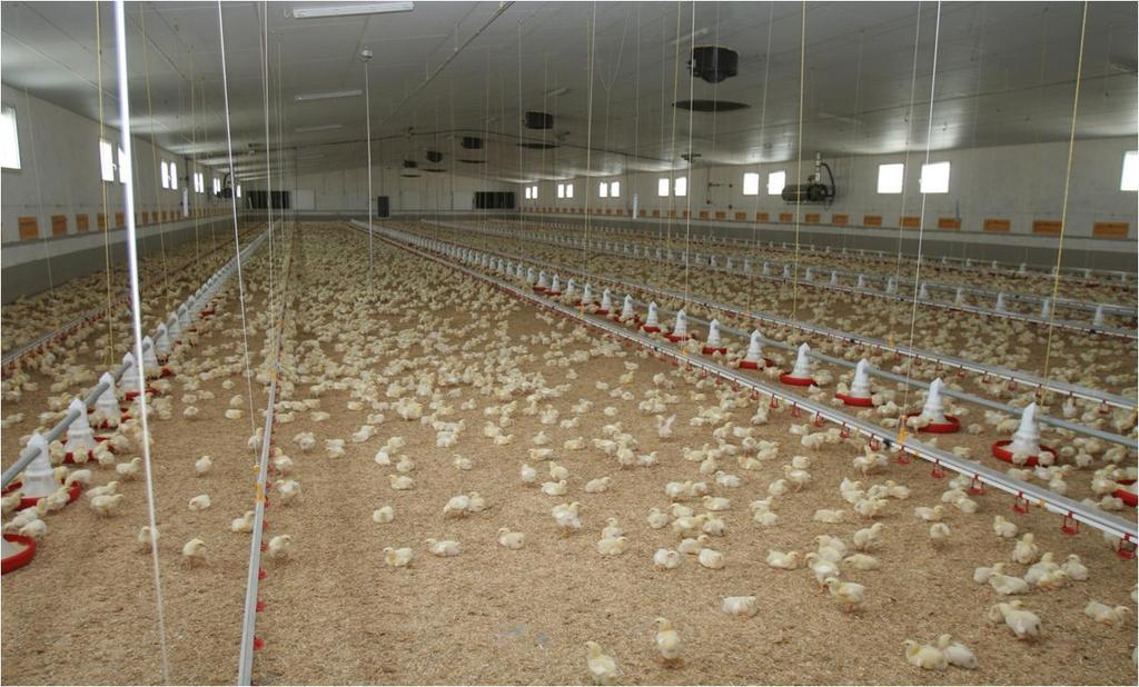 Extensivierung der Hähnchenproduktion braucht gute Preise und eine