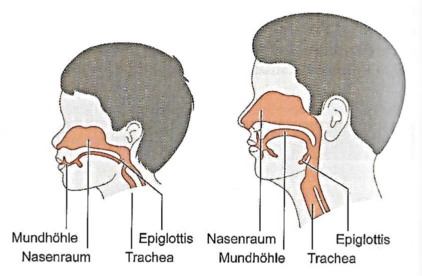 Folie 15 Atemwege Neugeborenes - Kleinkind: Unterschiede in der Atmung enge Atemwege:
