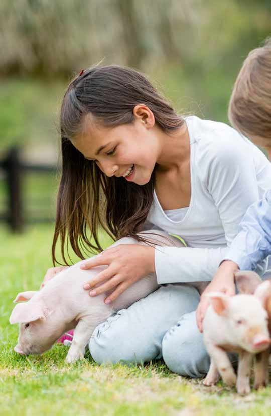 Futterprogramm Zuchtsau & Jungsau...6 Ferkel... 10 Mastschwein.... 14 Rohfaser-Mischungen... 22 Spezialitäten... 24 Beste Beratung Ing.