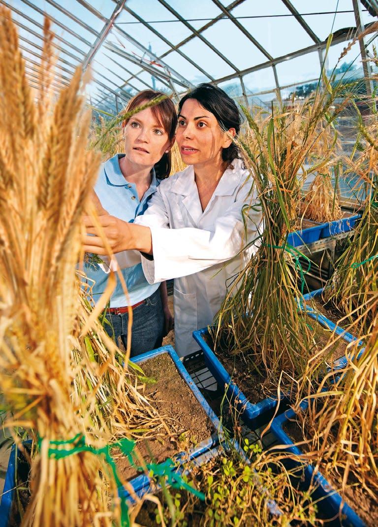 Bayer-Aktionärsbrief Highlights im 59 Neue Weizensorten mit besserer Stress-Toleranz Weiterer Schritt beim Aufbau eines weltweiten Weizenzucht-Programms: Bayer CropScience hat von dem Unternehmen