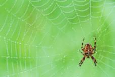 Wofür und in welcher Form sie verwendet werden und welche Inhaltsstoffe sie haben, kann man während dieser Naturführung erfahren. Spinnen heimliche Jäger auf acht Beinen Sonntag, 9. September 2018 15.