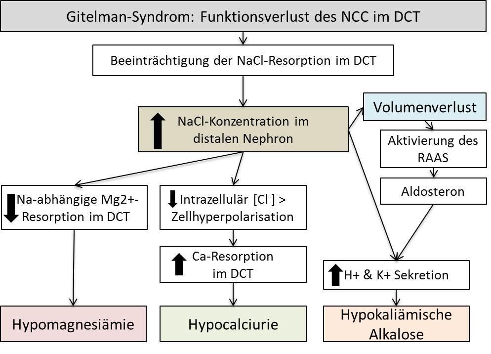 II. Literaturübersicht 32 Abbildung 9 Übersicht der Pathogenese des Gitelman Syndroms und der daraus resultierenden Symptome.