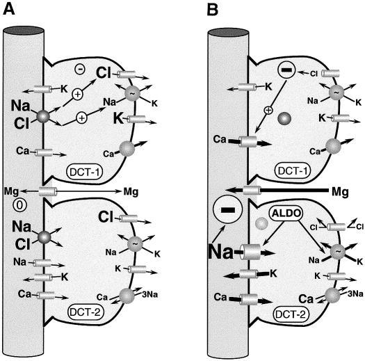 II. Literaturübersicht 33 Abbildung 10 Pathogenese des Gitelman Syndroms auf Zellebene. Jeweils eine Zelle des DCT1 und DCT2 