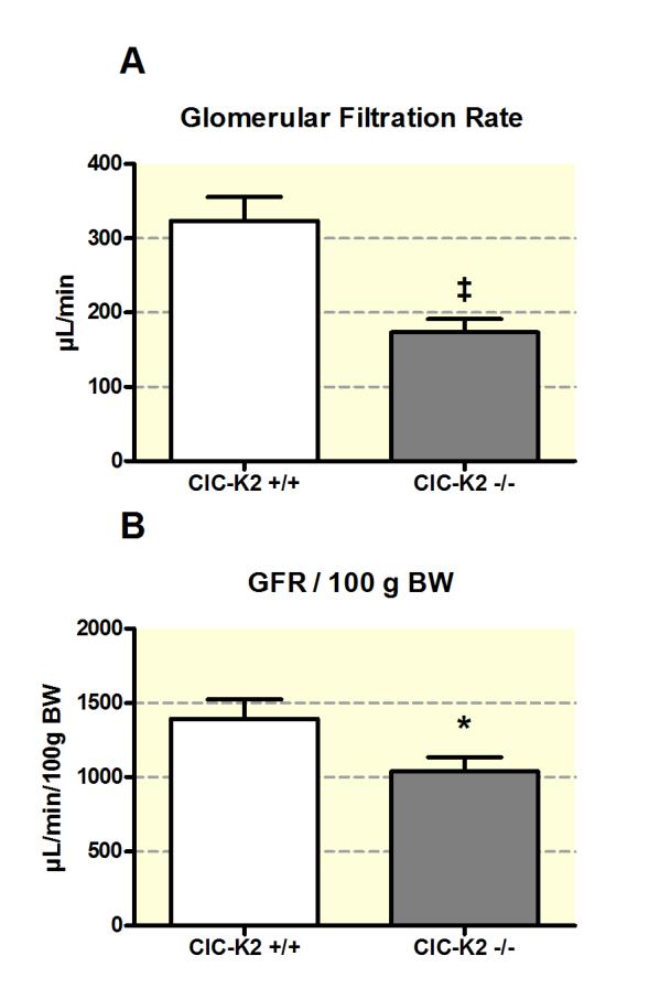 IV. Publikation: Salt-Losing Nephropathy in Mice with a Null Mutation of the Clcnk2 Gene -Grill et al. 2016 Acta Physiologica 72 Figure 6. Glomerular filtration rate (GFR).