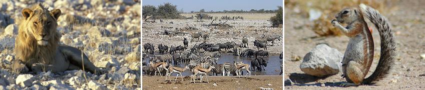 Tag: Etosha-Nationalpark Pirschfahrten im Etosha-Nationalpark Der Etosha-Nationalpark im Norden Namibias bietet hervorragende Tierbeobachtungsmöglichkeiten.