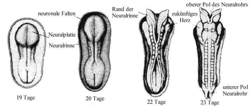 9.2 Phasen der neuronalen Entwicklung Durch Verschmelzung von einer Eizelle und einer Samenzelle entsteht eine Zygote. Diese teilt sich in zwei Tochterzellen.