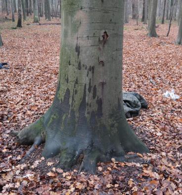 6 Im Kroneninneren ist geringfügiges Totholz zwischen 3 bis 8 cm, also im Schwachast bis Grobastbereich (Ø 5-10 cm) 5, zu erkennen.