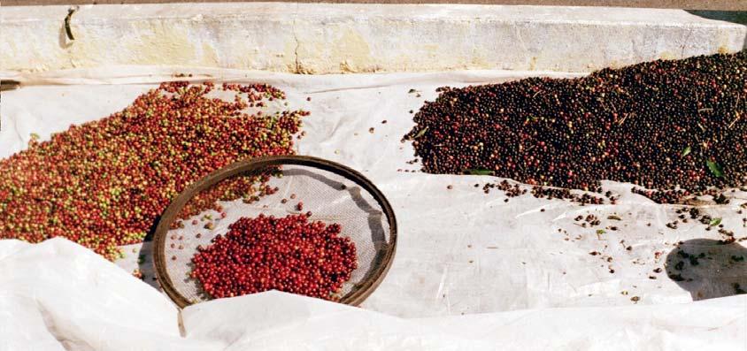 1 Reifestadium der Kaffeekirschen Das Reifestadium bei Kaffeefrüchten definiert sich wie bei vielen anderen Früchten über die Farbe der Fruchtschale [89]. Abb.