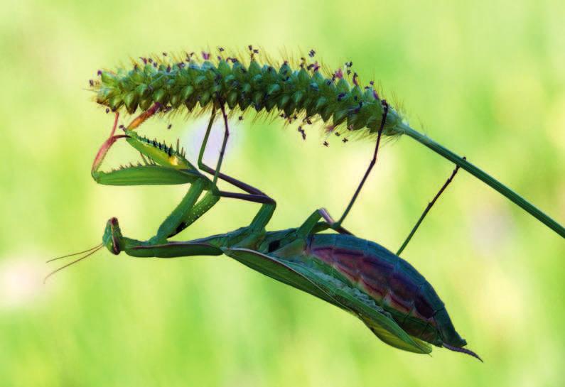 Natur ganz klein in Groß Nah- und Makrofotografie Gottesanbeterin (Mantis religiosa) Die Gottesanbeterin ist ein wärme iebendes Insekt, das sich immer weiter ausbreitet und in Südhessen seit längerem
