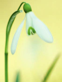 ISO 100 Schneeglöckchen (Galanthus) Schneeglöckchen gehören zu den ersten Blüten des Jahres und sind beliebte Motive in der Makrofotografie. Olympus E-5 Sigma 150 mm f/2,8 1/1000 sek.