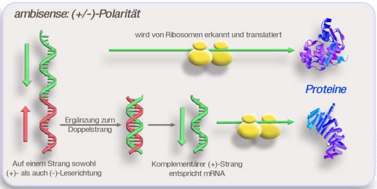 RNA (+)  Fieber Virus Aufbau Falls gemischte