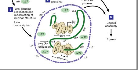 Eintritt in den Zellkern durch die DNA- abhängige RNA-Polymerase I der Wirtszelle transkribiert oder im Zellkern gelagert, wobei nukleäre Transkriptionsfaktoren der Wirtszelle darüber entscheiden