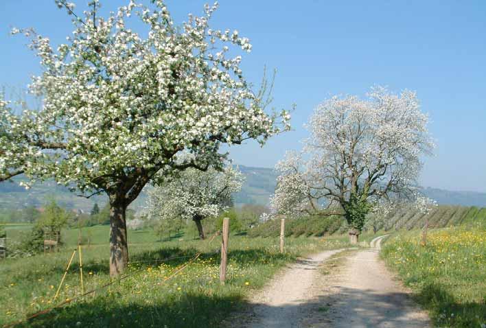 Neupflanzungen Hochstammobstbäume