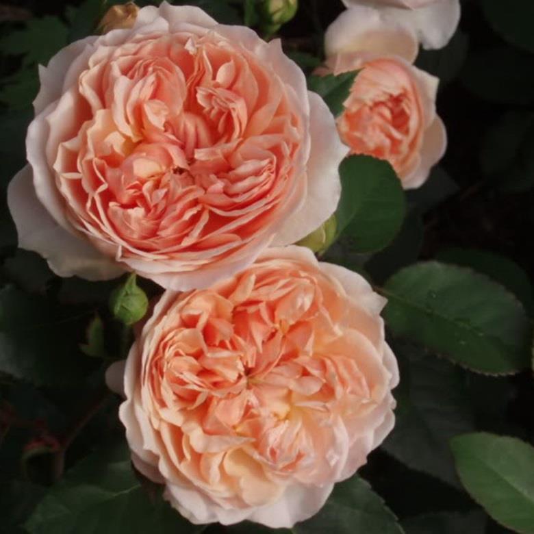 Evelyn apricot stark gefüllt, rosettenartig 10-12 cm sehr stark, Alte Rosen mit fruchtiger Note stark, aufrecht, gut verzweigt gross, mittelgrün, matt 120-140 cm 90 cm 'Graham Thomas' x 'Tamora'
