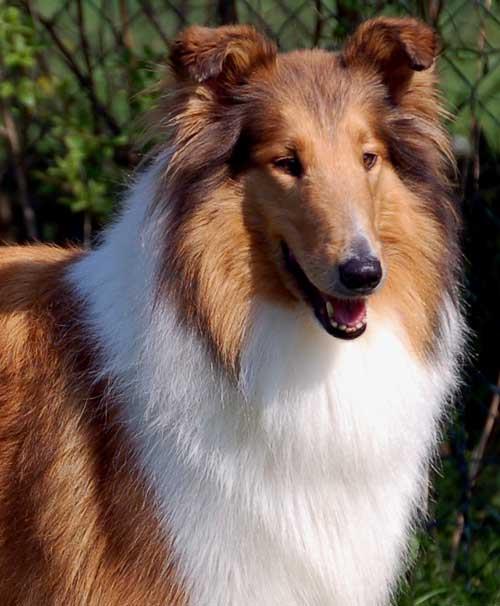 Lassie stieg als
