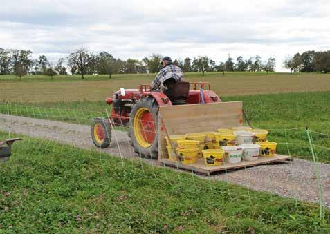 Füttern an verschiedenen Orten Werner Siegrist hat das Futtermehl auf dem Hof in Eimern abgefüllt und fährt es auf der Hydraulikplattform aufs Feld, wo er es