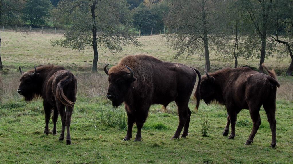 Die Vision: NATURERLEBNIS-PARK WISENT-FREIGEHEGE Der Wisent ist das größte und schwerste europäische Landsäugetier und nach dem Aussterben des Auerochsen oder Ur etwa 1000 n.chr.