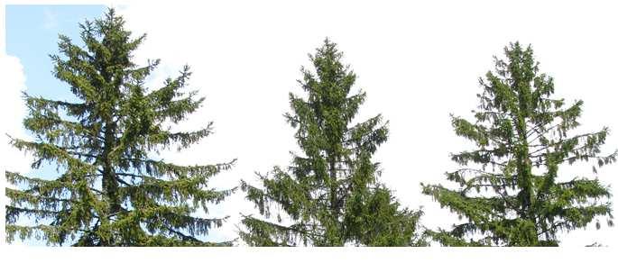 Waldzustandsbericht 212 Kronenzustandserhebung Die Fichte Die Fichte (Picea abies) ist mit etwa 38% Waldflächenanteil mit Abstand die häufigste Baumart in Baden-Württemberg.