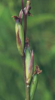 Kretzschmar) Als Hinweis auf Einflüsse von Anacamptis laxiflora sind Verlängerung und Biegung des Sporns nach oben, dunklere Blütenfarbe und