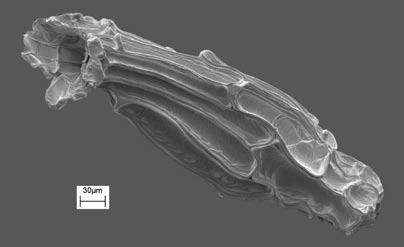 Mit einem breiten Übergangsgebiet wird die Sippe nach Osten und Südosten zu von Anacamptis palustris ssp. elegans abgelöst.