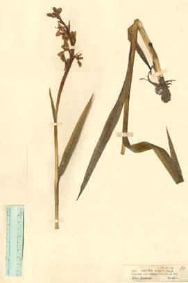 Anacamptis palustris (Jacq.) R.M.Bateman, Pridgeon & M.W.Chase ssp. elegans (Heuff.) R.M.Bateman, Pridgeon & M.W.Chase in Lindleyana 12(3): 120. 1997. Basionym: Orchis elegans Heuff. in Flora 18: 250.