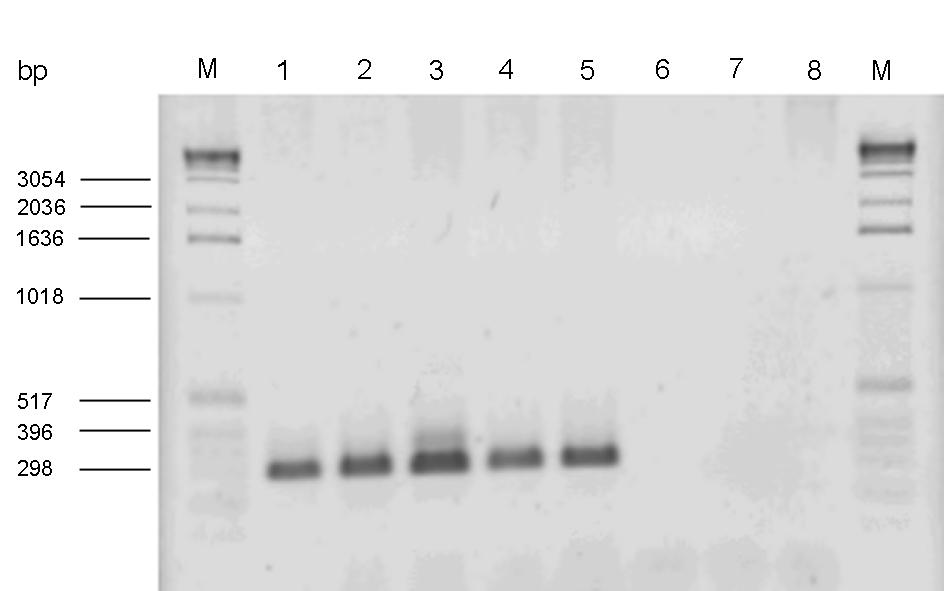 Abbildung 3: Agarosegelelektrophorese der PCR-Produkte von irp2 in stx2ebeherbergenden Stämmen M = 1kb DNA-Marker Spur1 = 1530/99 (O26:H11) = Positiv-Kontrolle Spur 2 =