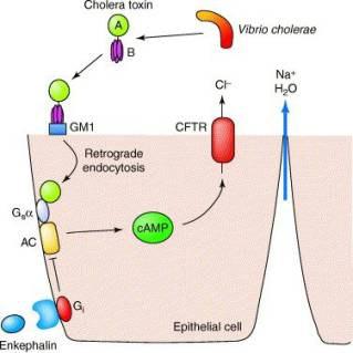 Vibrio cholerae (ETEC) Choleratoxin AB Toxin A1 ribosyliert das Regulatorprotein G der Adenylatzyklase Daueraktiviert Adenylatzyklase vermehren camp Na +