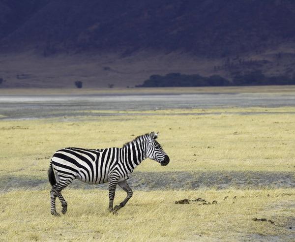 Nach einem spannenden Besuch im Kaffee-Anbaugebiet Mount Meru beginnt ihre beeindruckende Safari durch die artenreichsten Gebiete Afrikas.