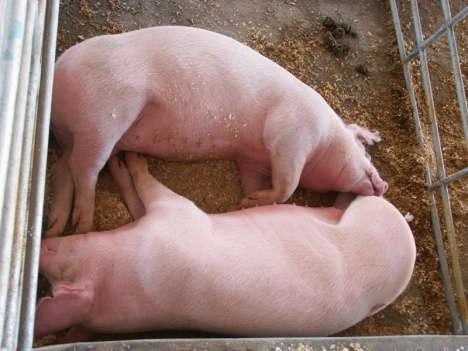 LPG Rothe - Rübe Schweinemastbetrieb 150 ha Acker in WW, Raps, Gerste Fruchtfolge 5 ha Zuckerrüben 1500